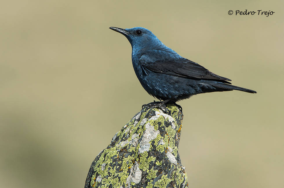 Roquero solitario (Monticola solitarius)